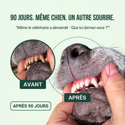 Spray Dentaire FreshPaw™ – Élimine les facteurs responsables du tartre et de la mauvaise haleine chez les chiens