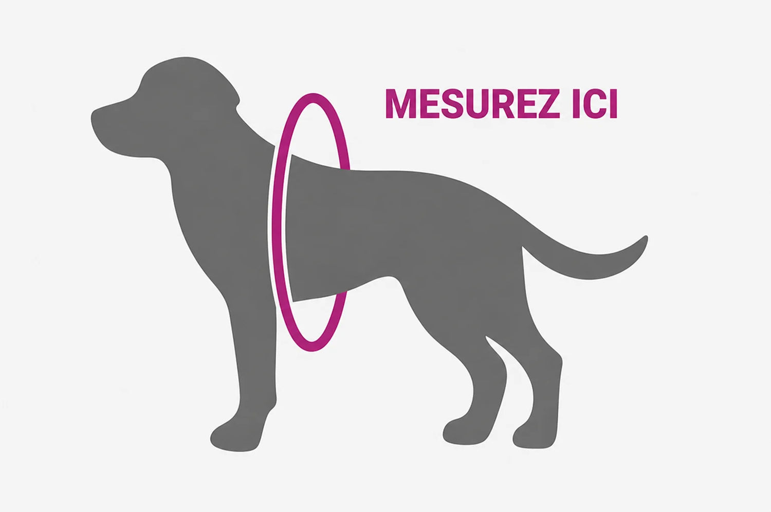 Schéma : où mesurer le tour de poitrail du chien
