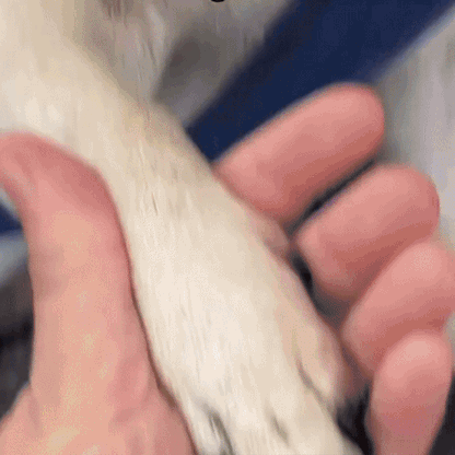 PawTrim™ – Coupez les griffes sans risque ni stress