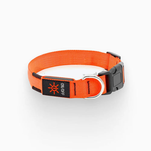 Collier LED pour Chien NovaBeam