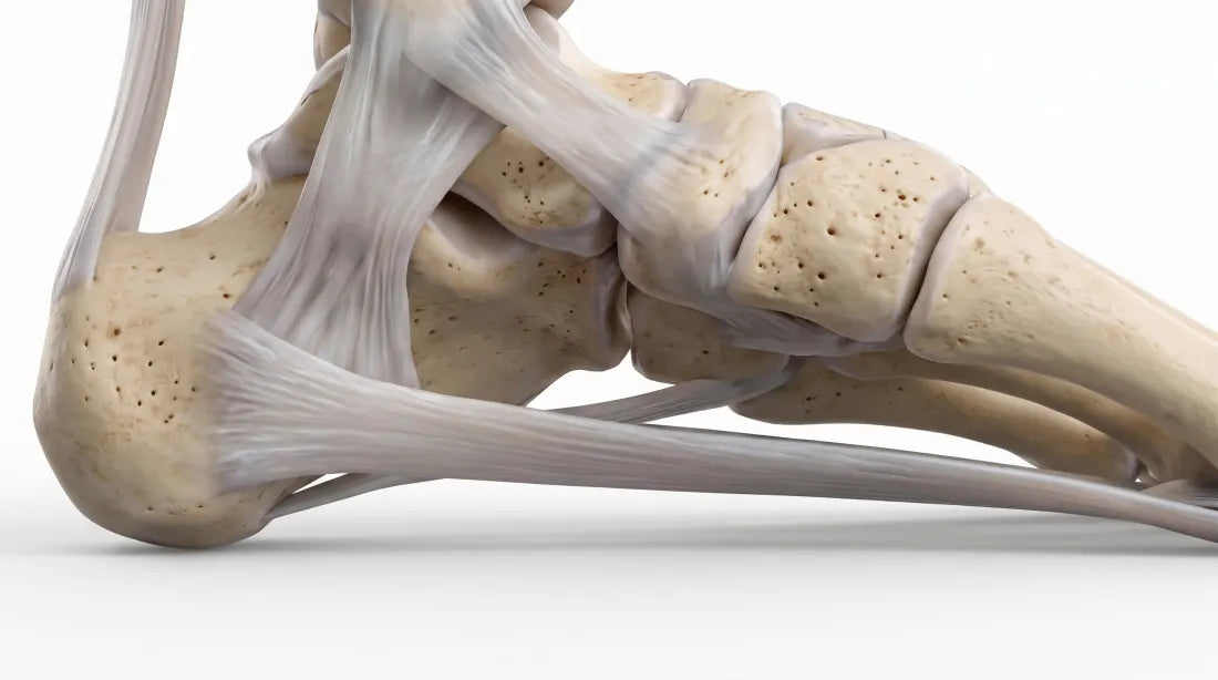 Fascia plantaire sain