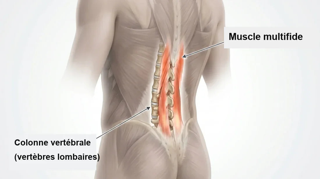 Anatomie du bas du dos : muscle multifide et vertèbres lombaires